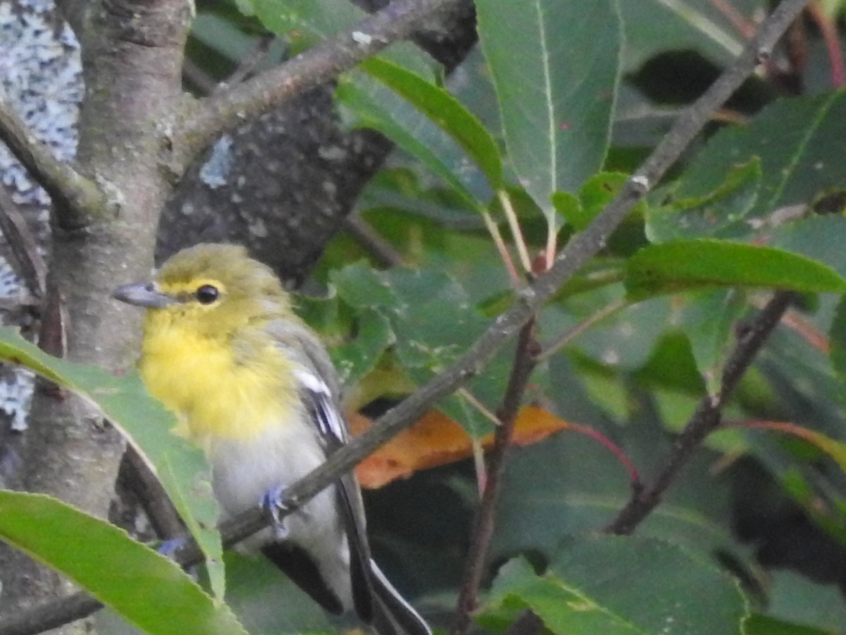 Sarı Gerdanlı Vireo - ML641794723