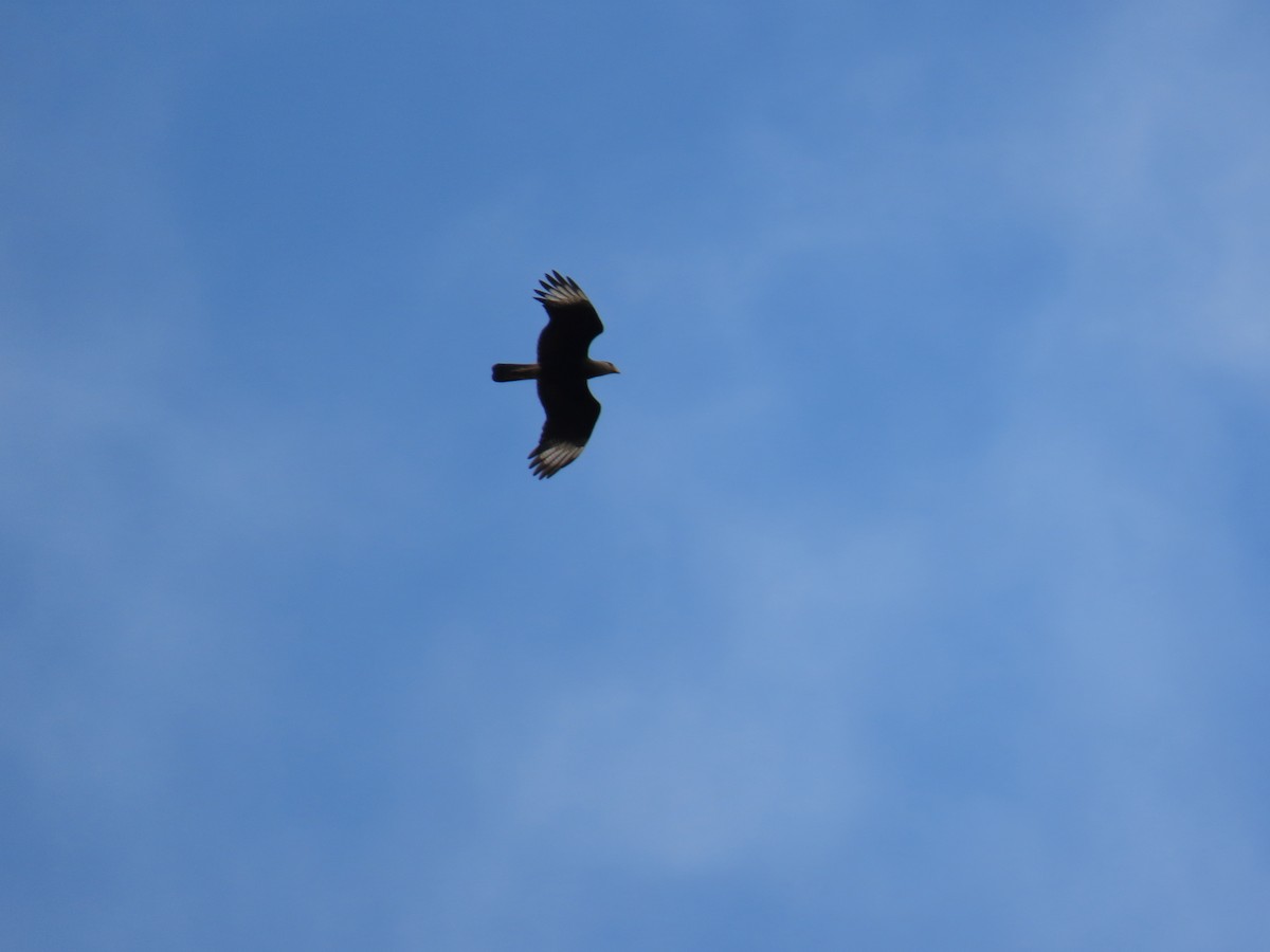 Crested Caracara - ML641794754