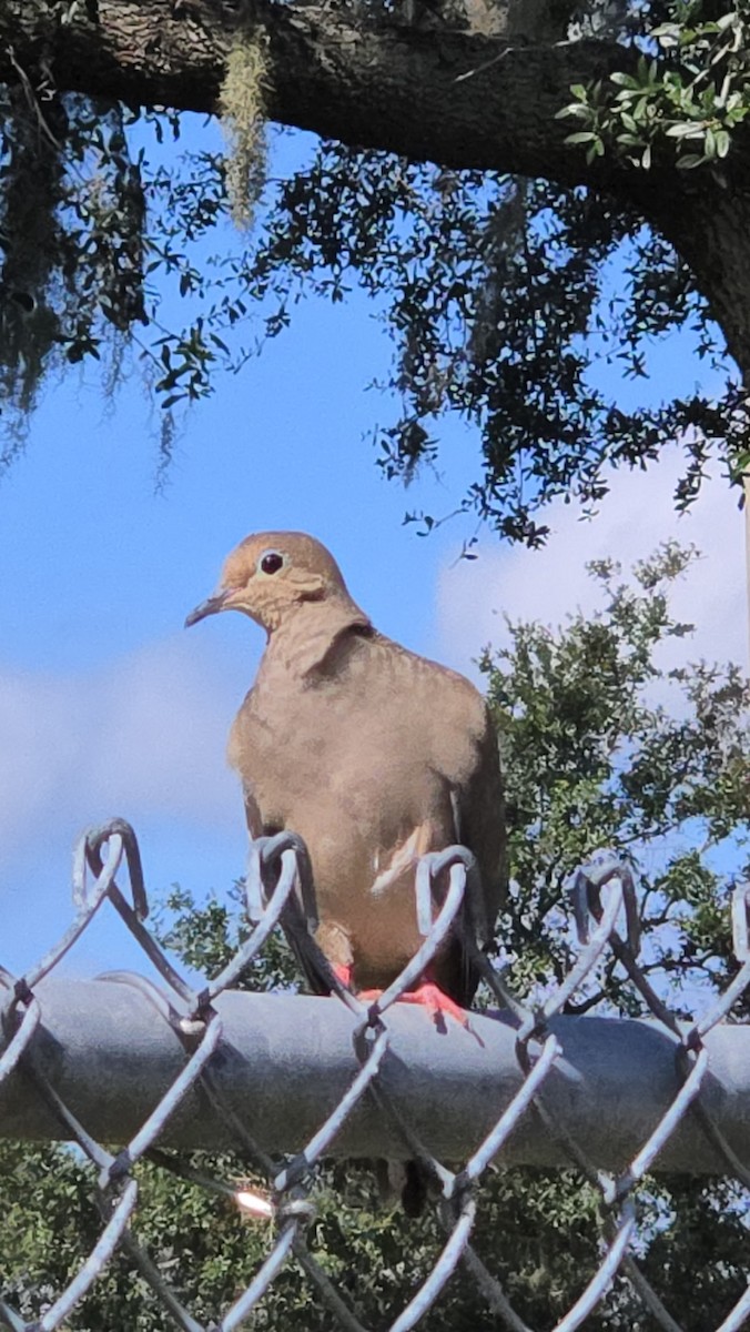 Mourning Dove - ML641794788