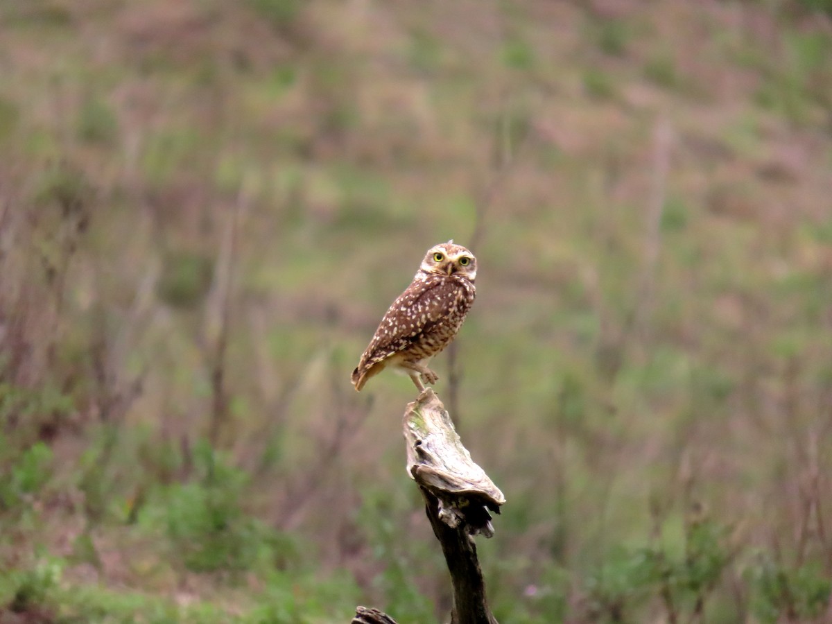 Burrowing Owl - ML641794794