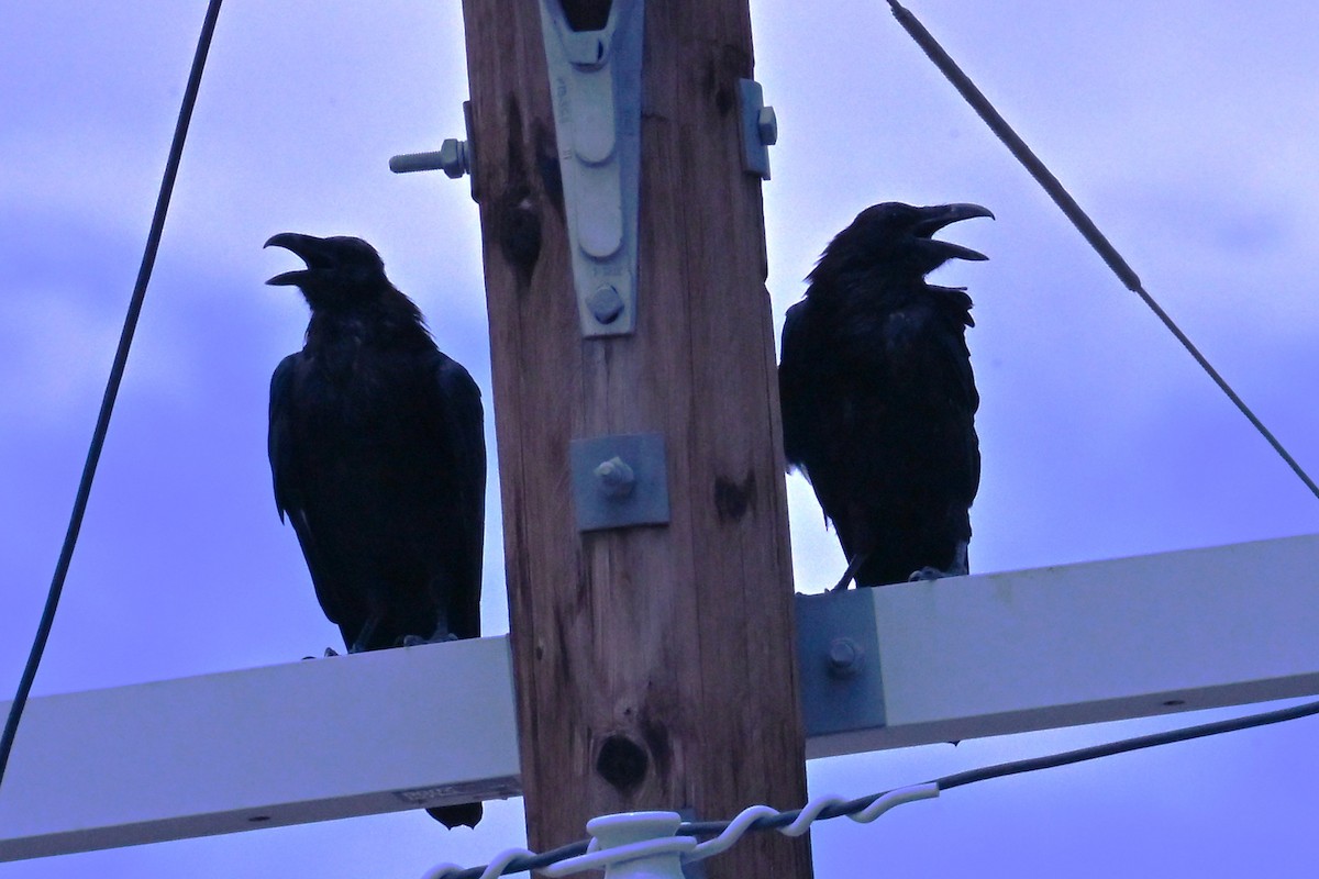 Common Raven - ML641794801