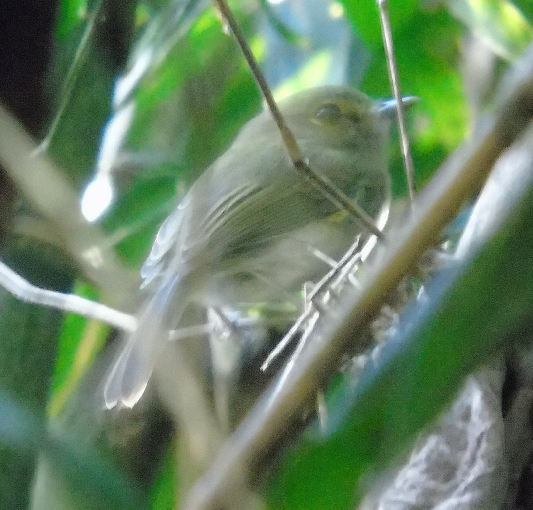 Drab-breasted Pygmy-Tyrant - ML641794812