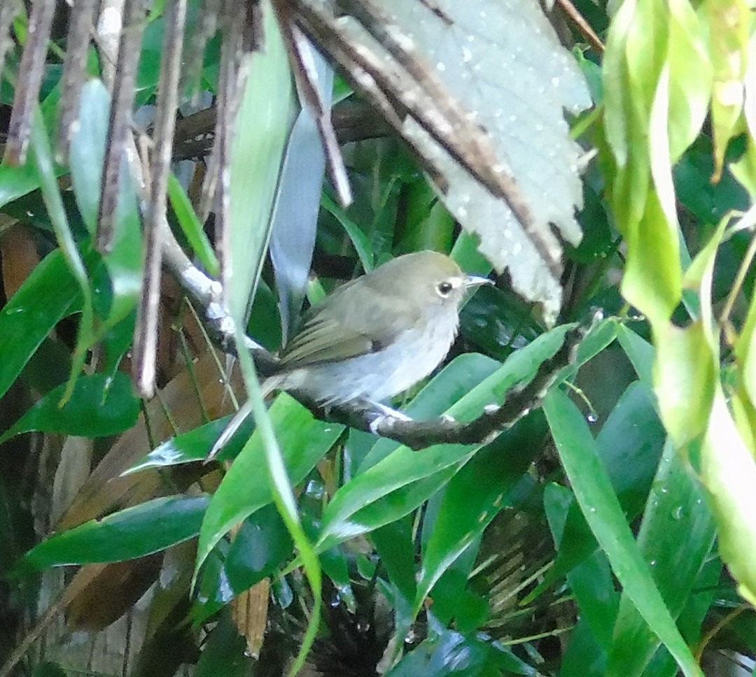 Drab-breasted Pygmy-Tyrant - ML641794828