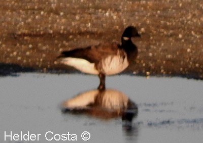 Brant (Pale-bellied) - ML641794833