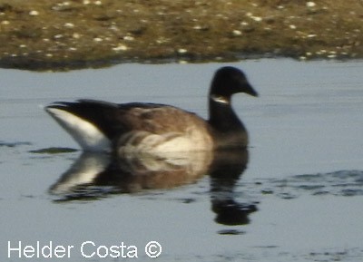 Brant (Pale-bellied) - ML641794837