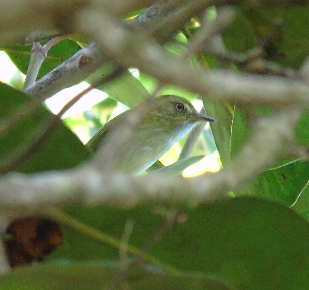 Hangnest Tody-Tyrant - ML641794889