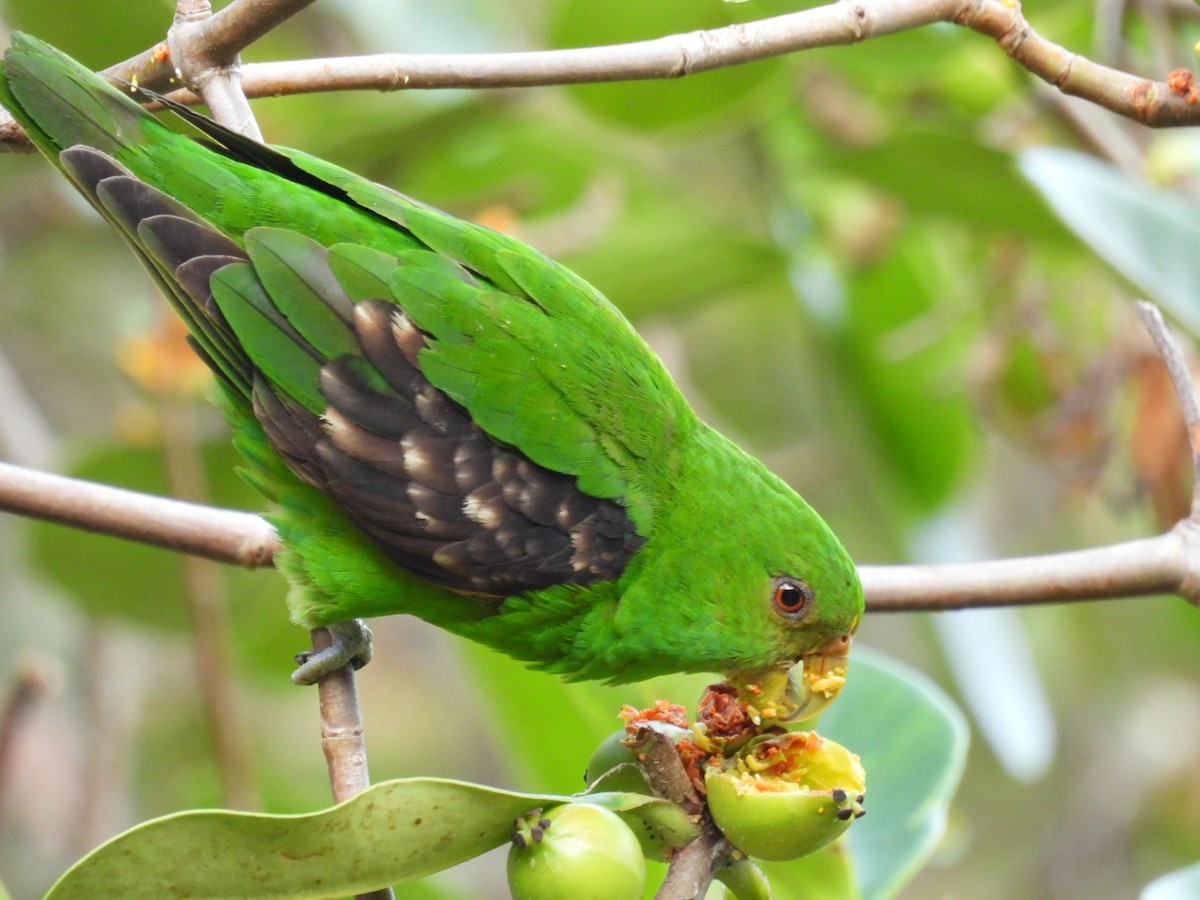 Spot-winged Parrotlet - ML641794900