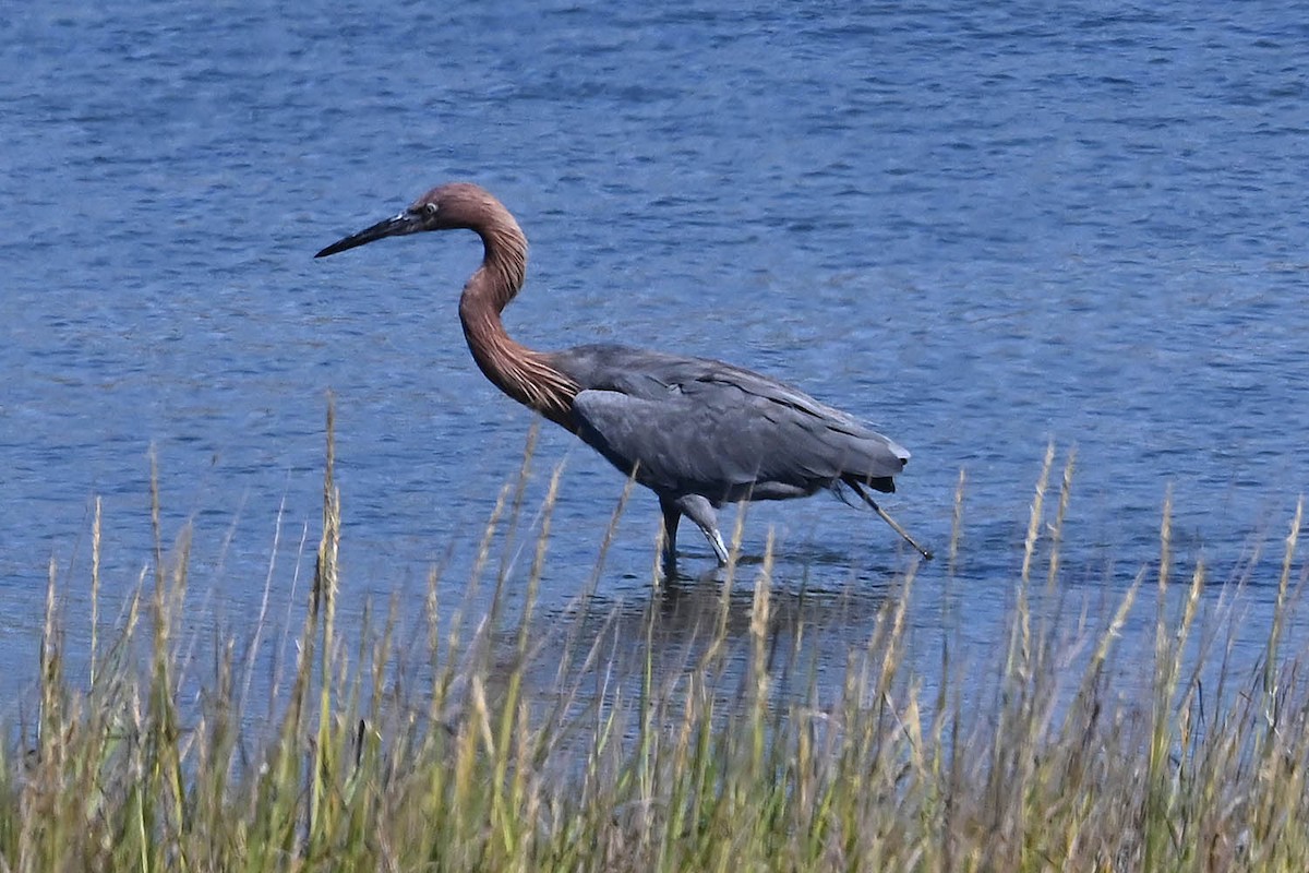 Reddish Egret - ML641794951