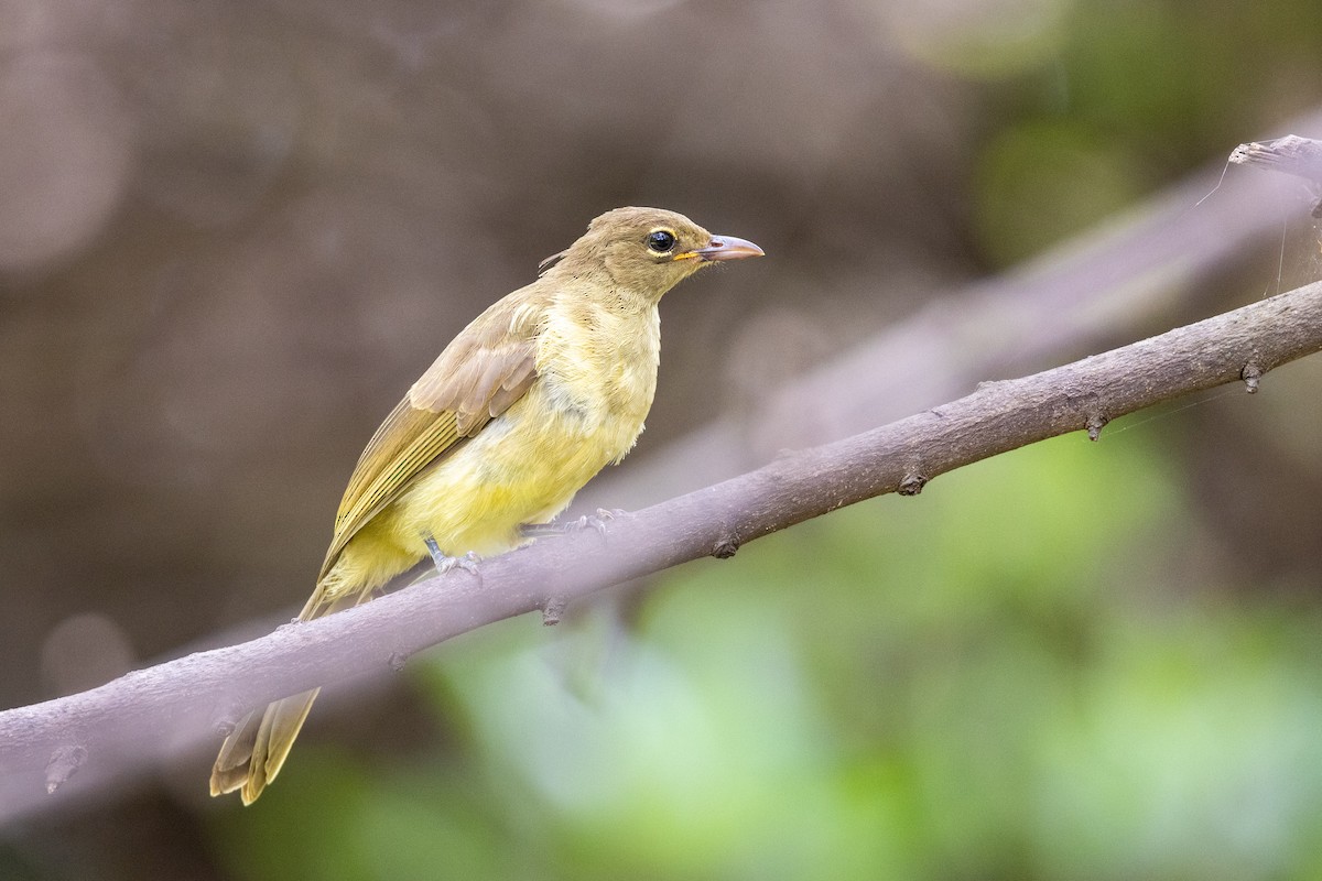 Yellow-bellied Greenbul - ML641794961