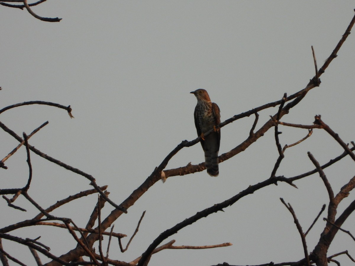 Common Hawk-Cuckoo - ML641794997
