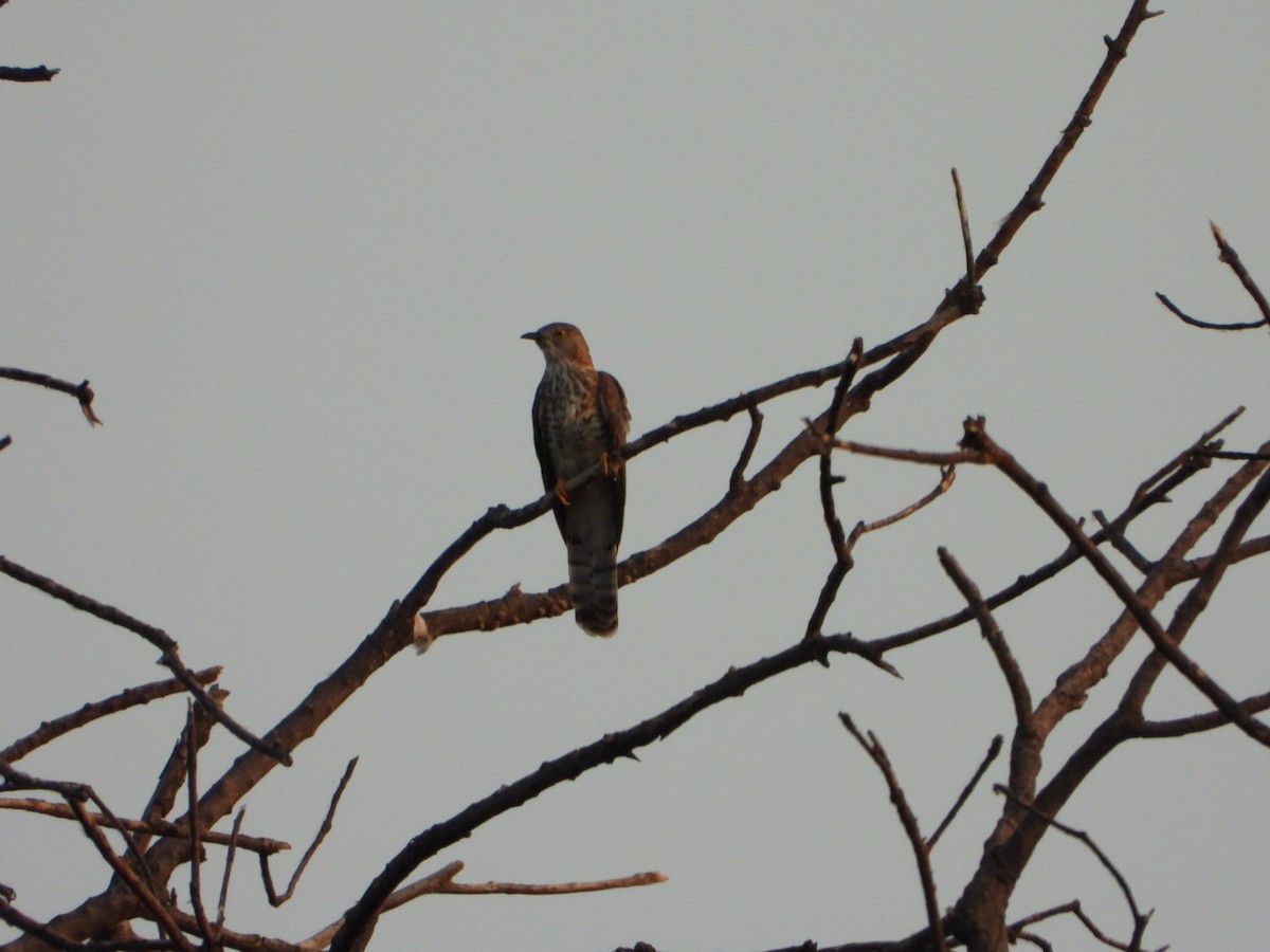 Common Hawk-Cuckoo - ML641794998