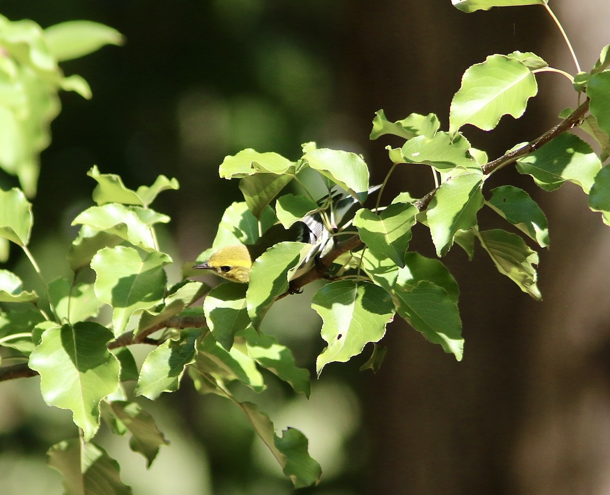 Black-throated Green Warbler - ML641795002