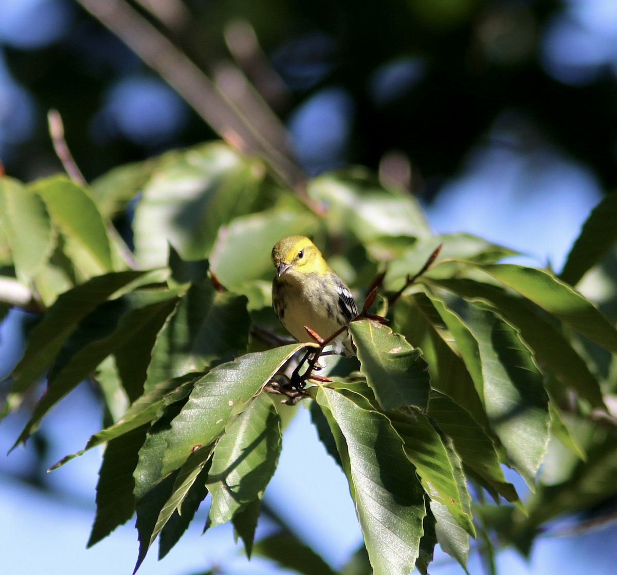 Black-throated Green Warbler - ML641795003