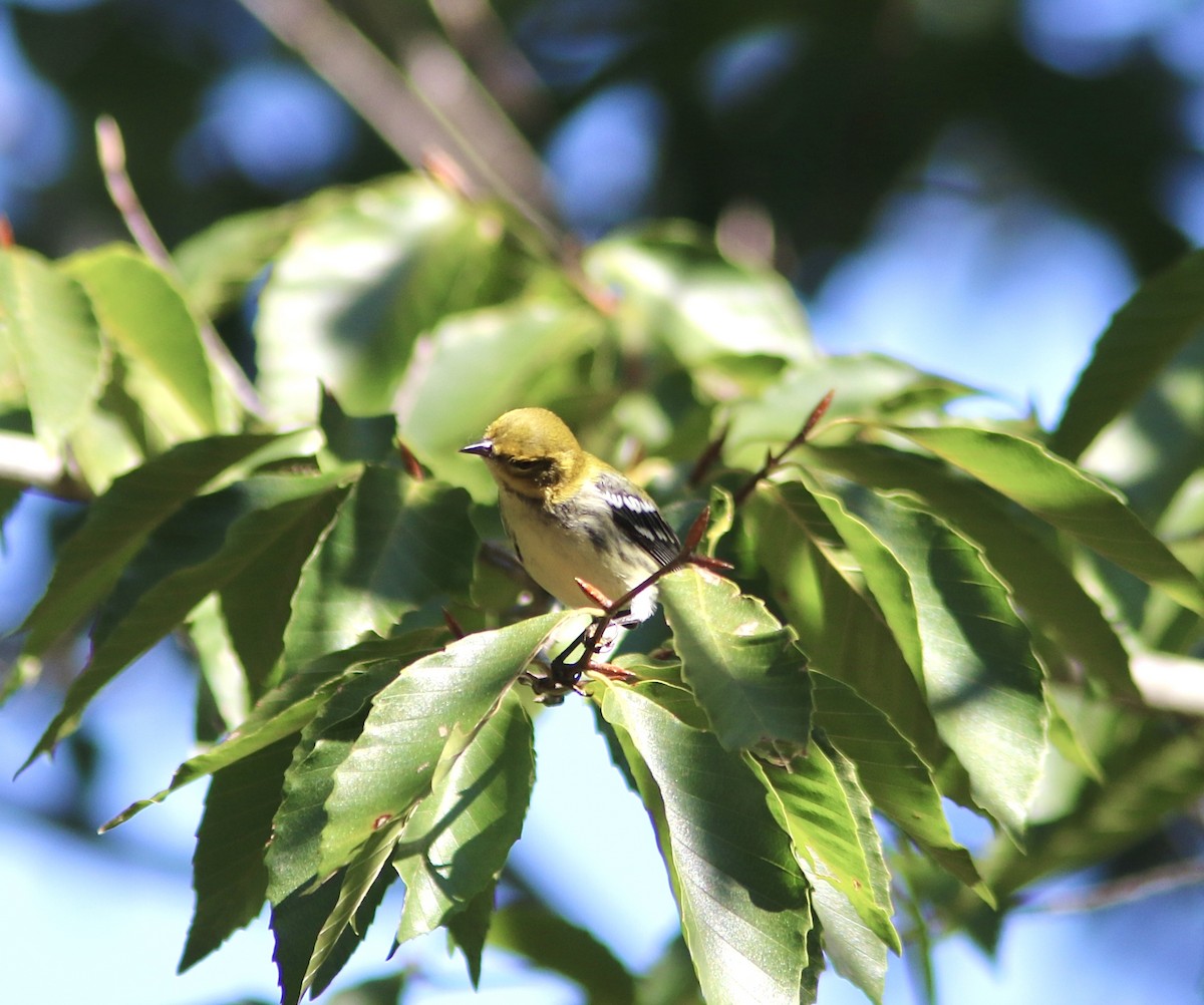 Black-throated Green Warbler - ML641795004