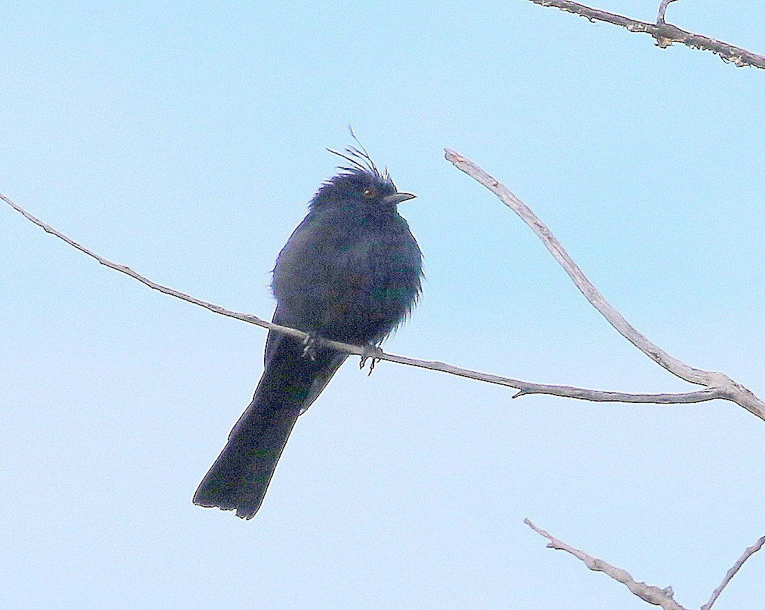 Phainopepla - ML641795010