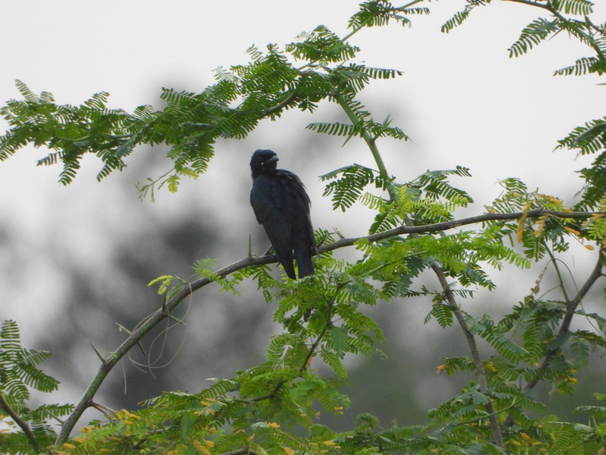 Königsdrongo - ML641795014