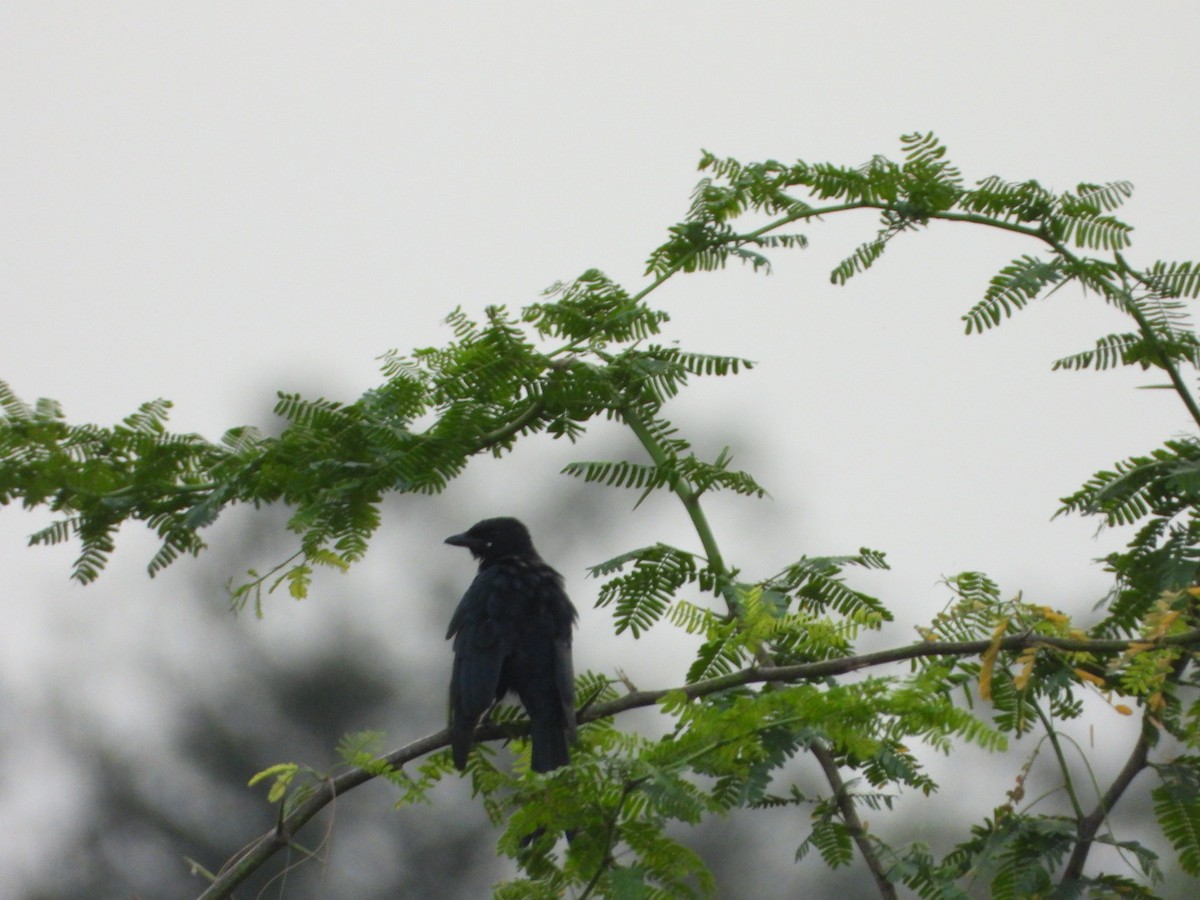 Königsdrongo - ML641795015