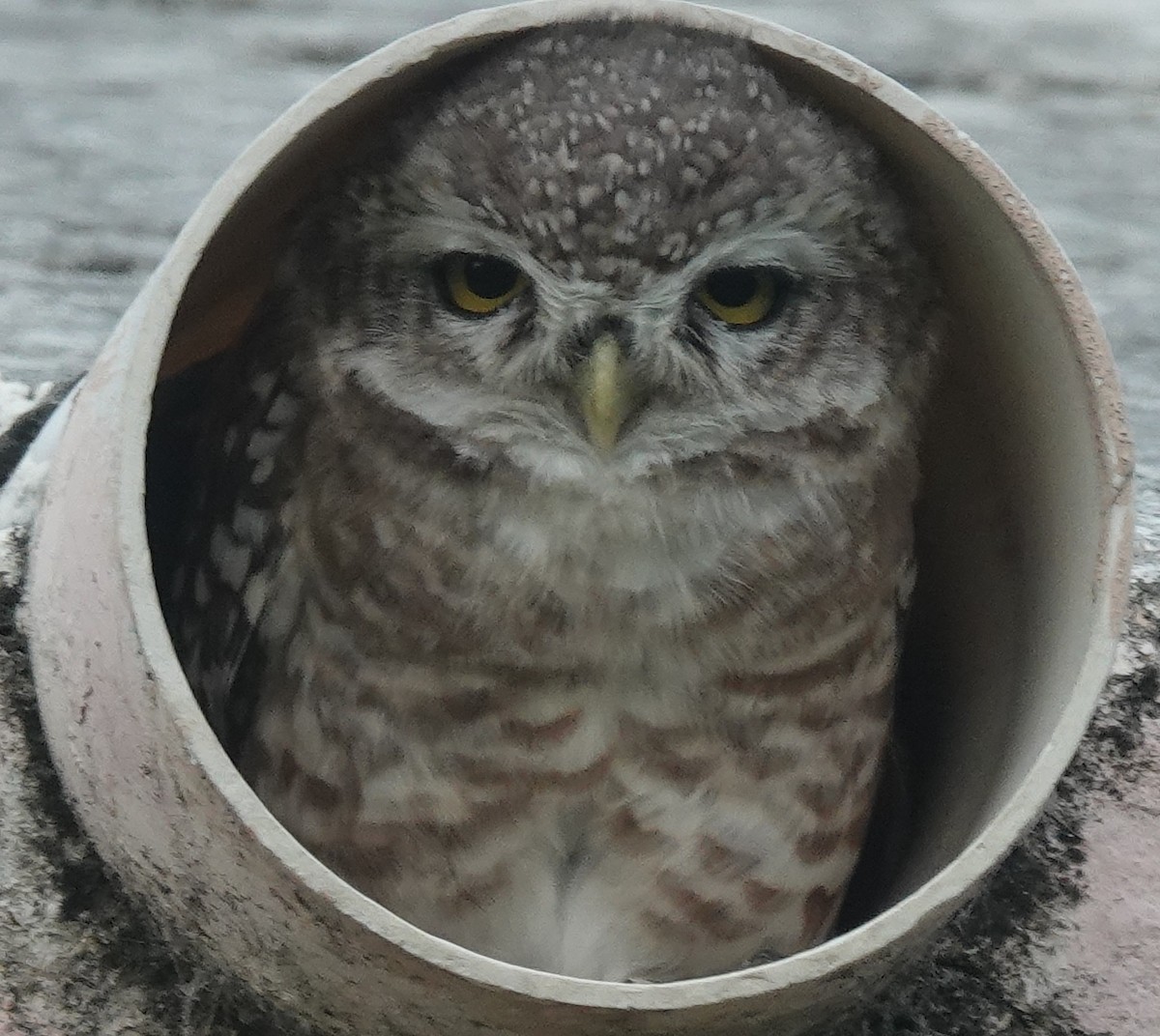 Spotted Owlet - ML641795019