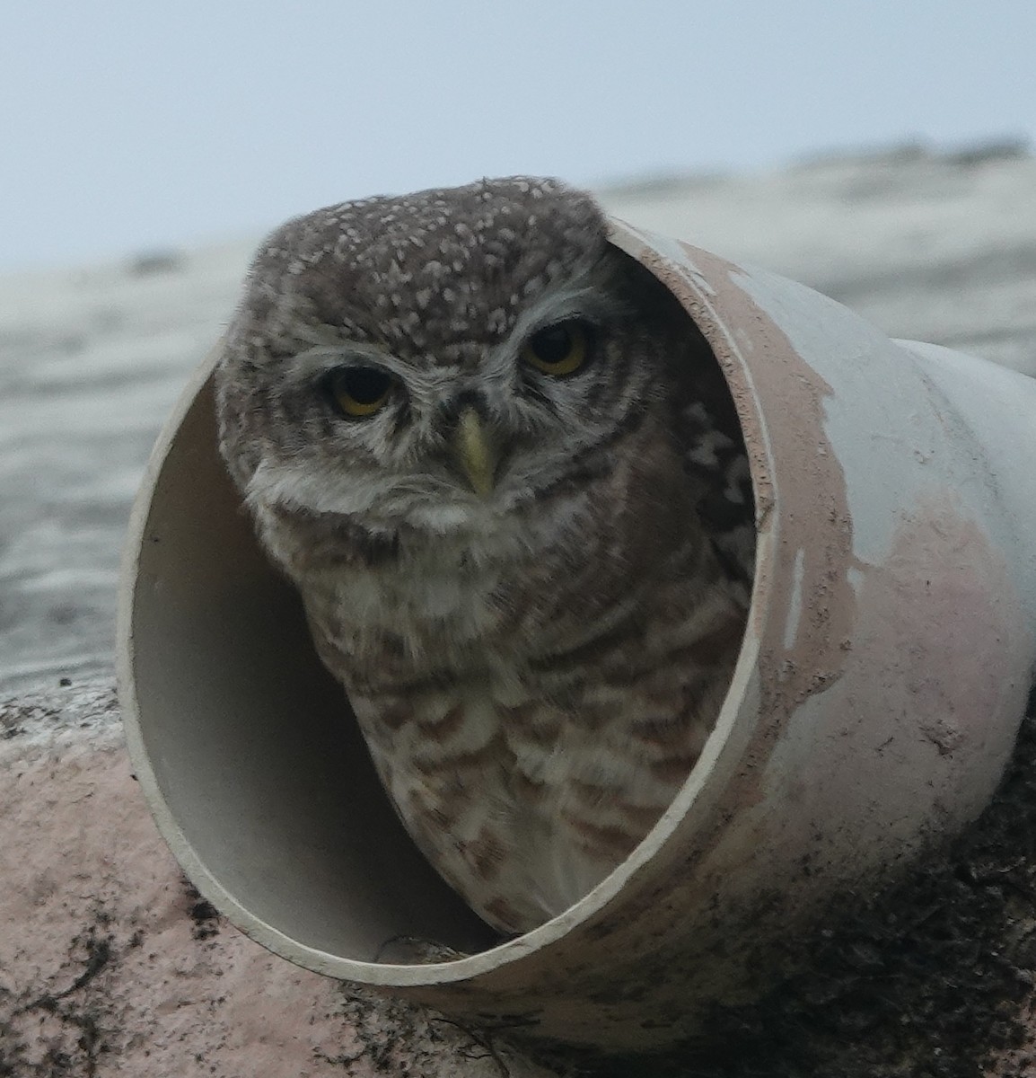 Spotted Owlet - ML641795020
