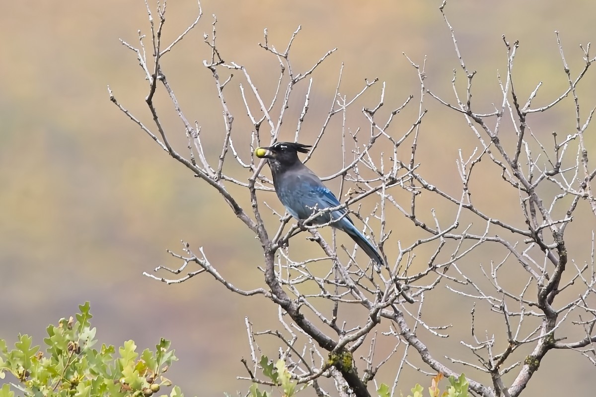 Steller's Jay - ML641795023