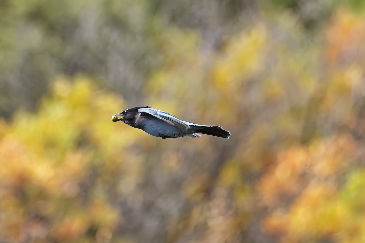 Steller's Jay - ML641795024
