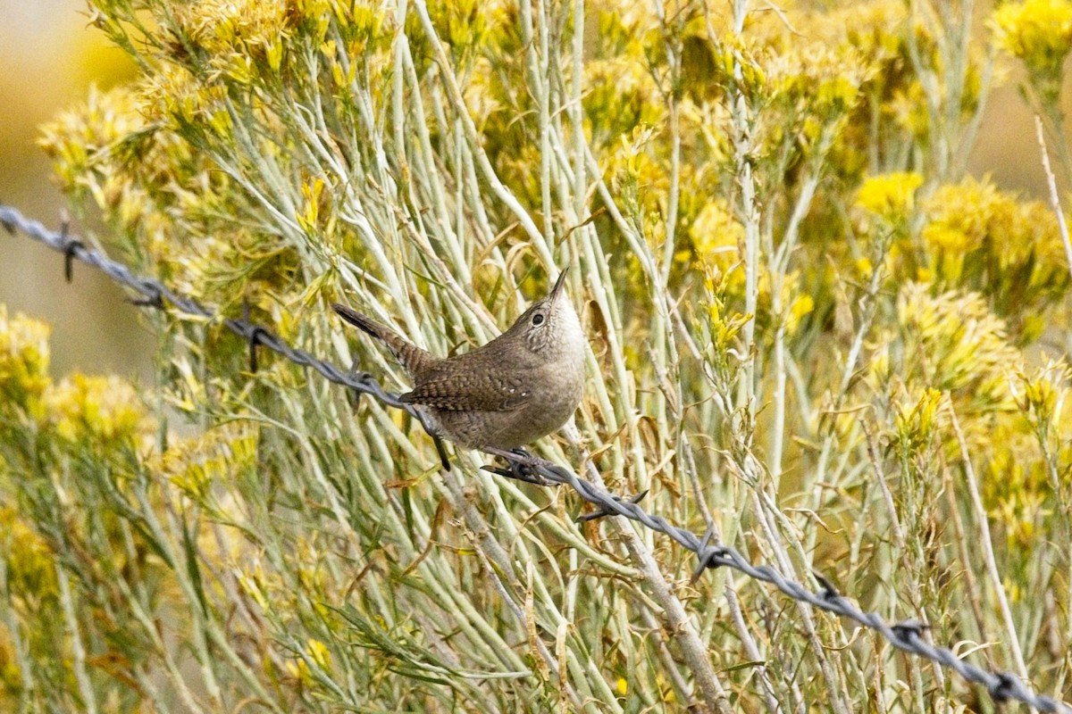 Northern House Wren - ML641795028