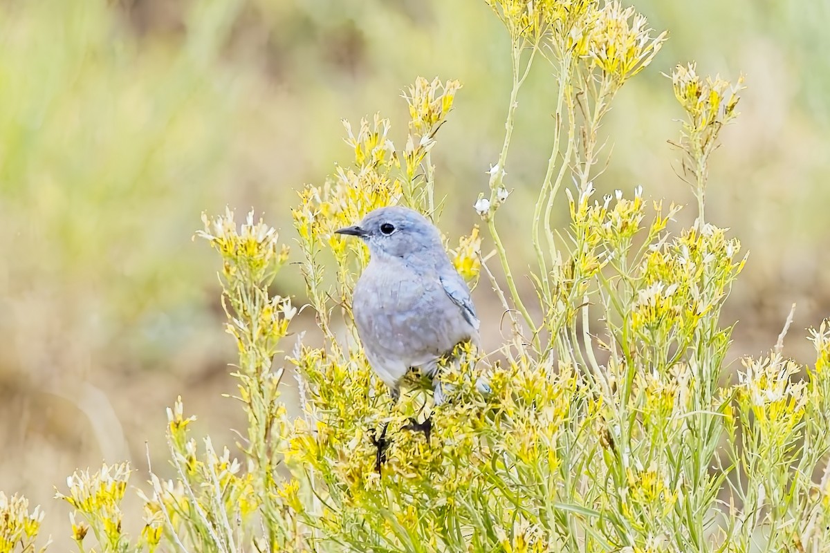 Mountain Bluebird - ML641795033