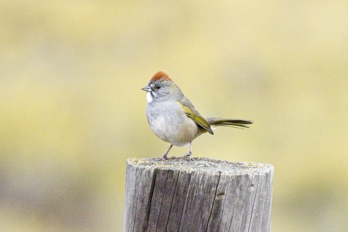 Green-tailed Towhee - ML641795038