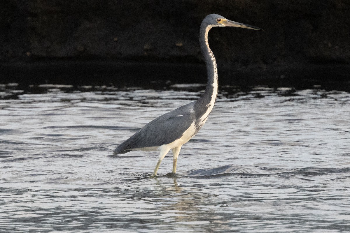 Tricolored Heron - ML641795055