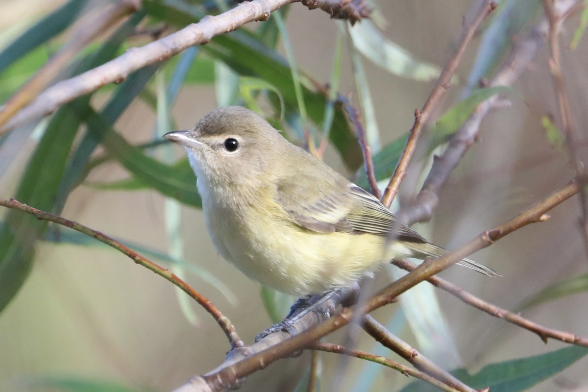 Bell's Vireo - ML641795059