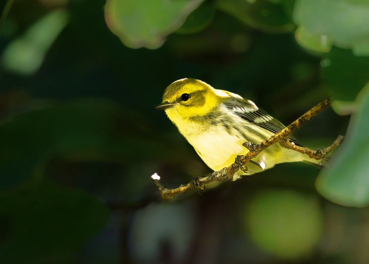 Black-throated Green Warbler - ML641795068