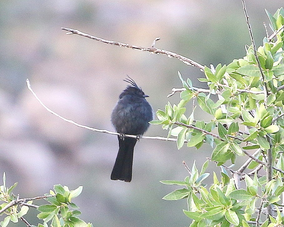 Phainopepla - ML641795083