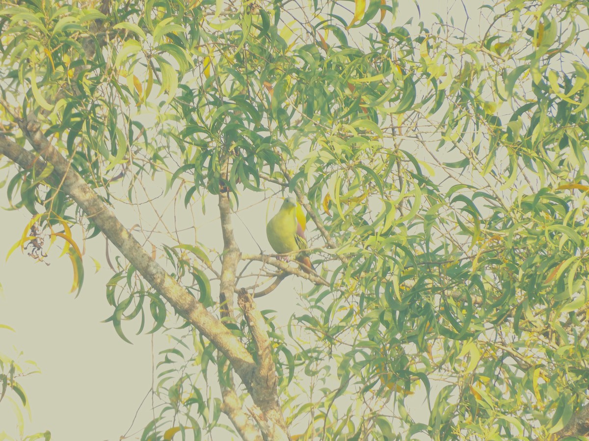 Gray-fronted Green-Pigeon - ML641795091