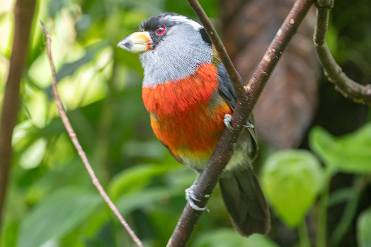 Toucan Barbet - ML641795096