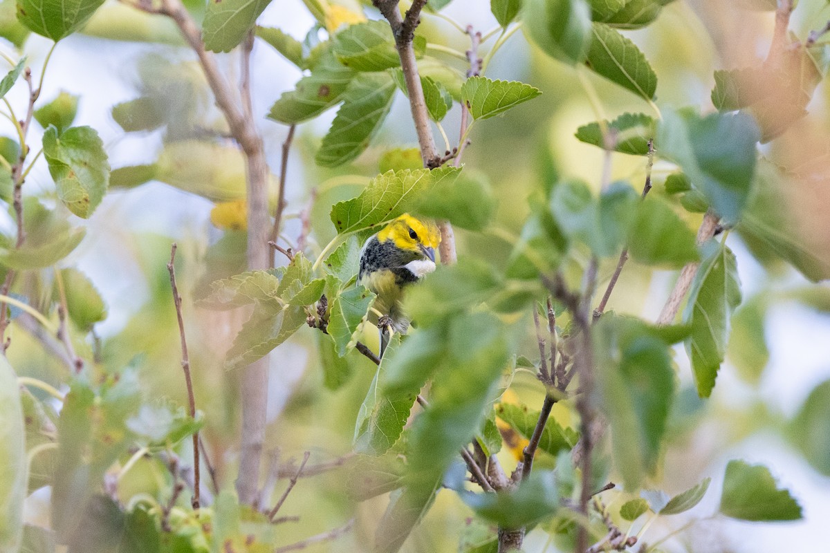 Black-throated Green Warbler - ML641795098