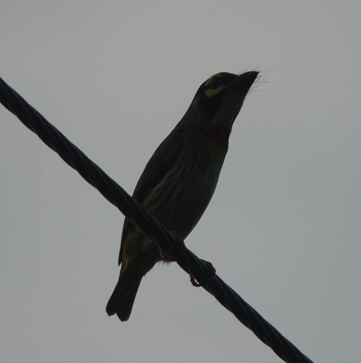 Kupferschmied-Bartvogel - ML641795114