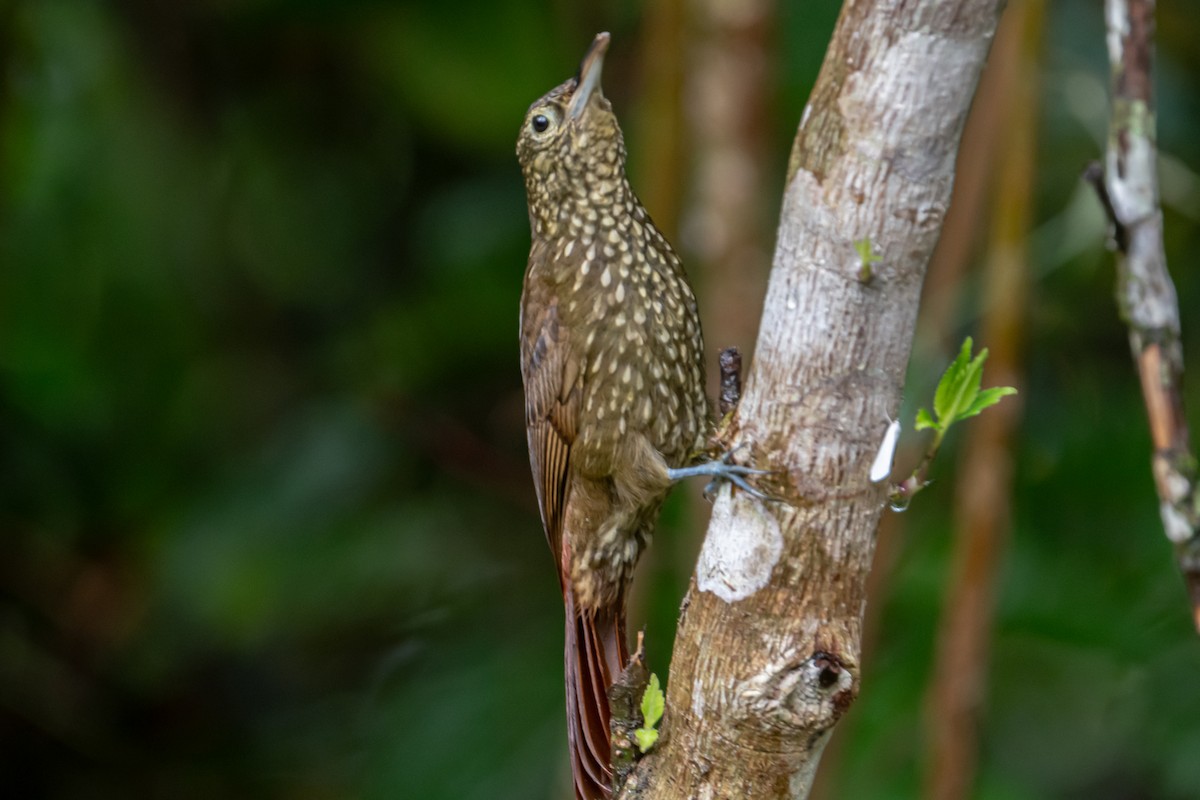 Spotted Woodcreeper - ML641795146