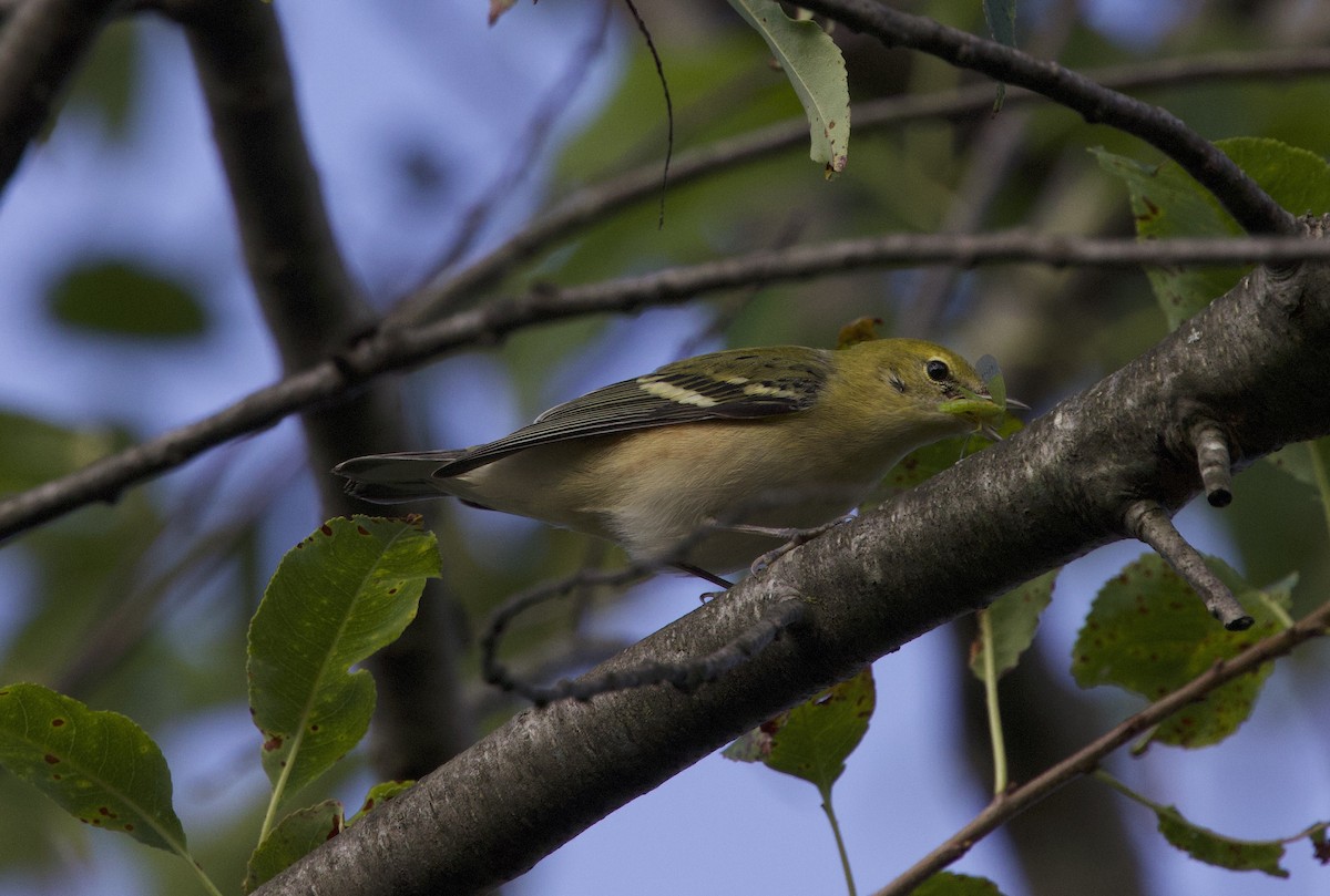 Bay-breasted Warbler - ML641795164