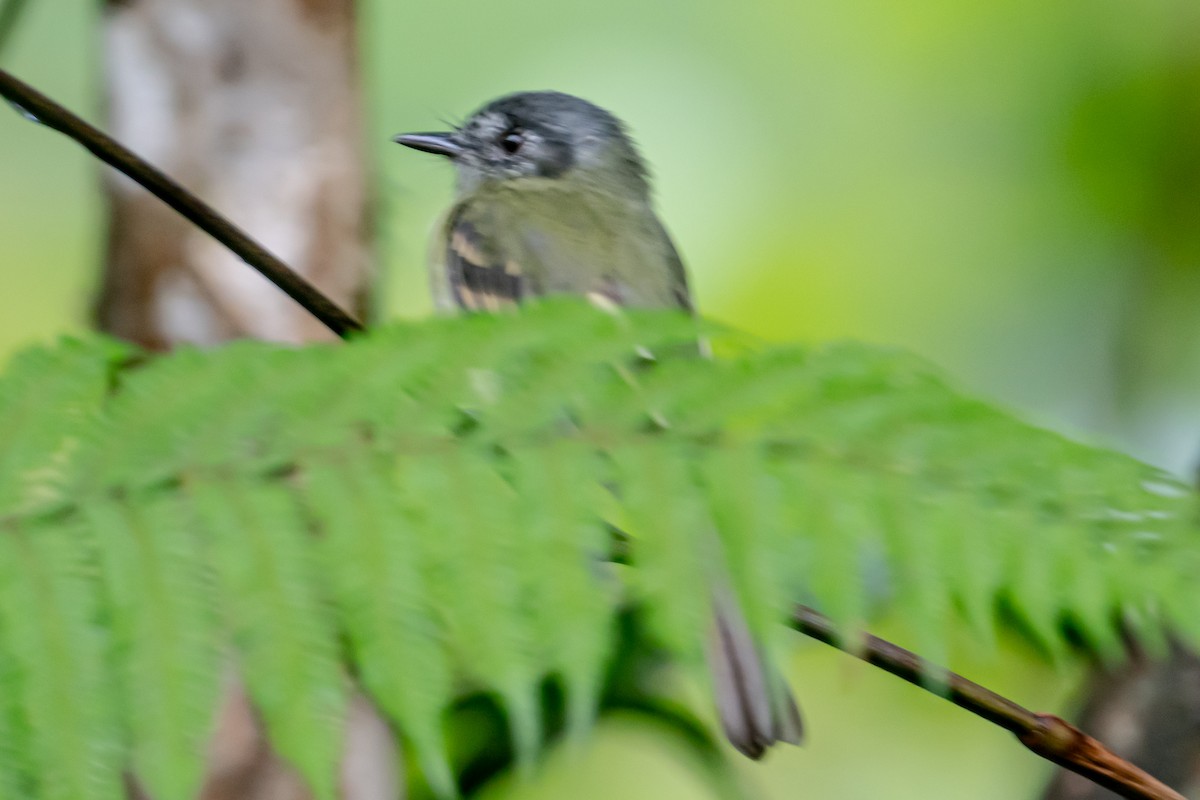 Slaty-capped Flycatcher - ML641795173