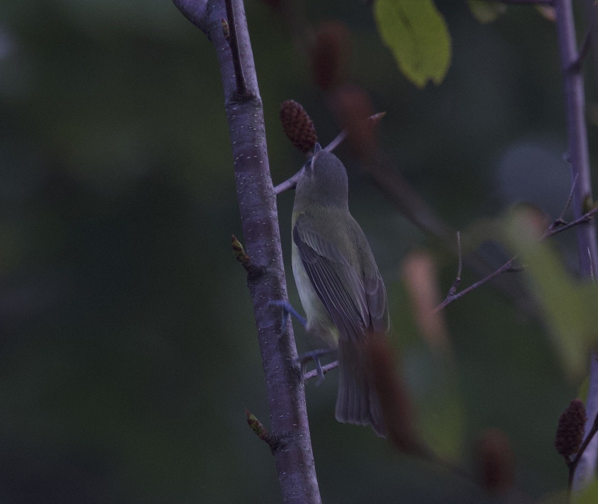 Philadelphia Vireo - ML641795190