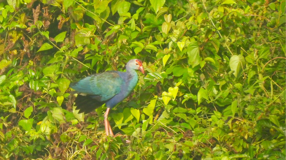 Gray-headed Swamphen - ML641795199