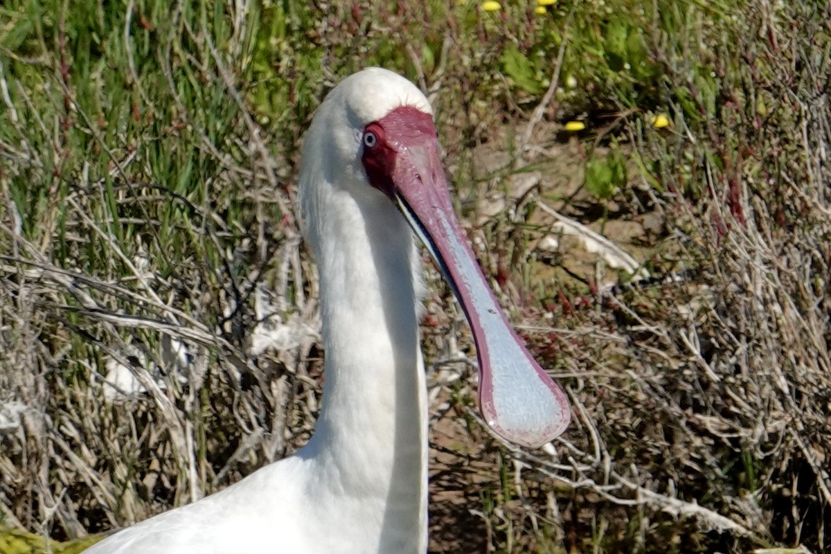 African Spoonbill - ML641795206