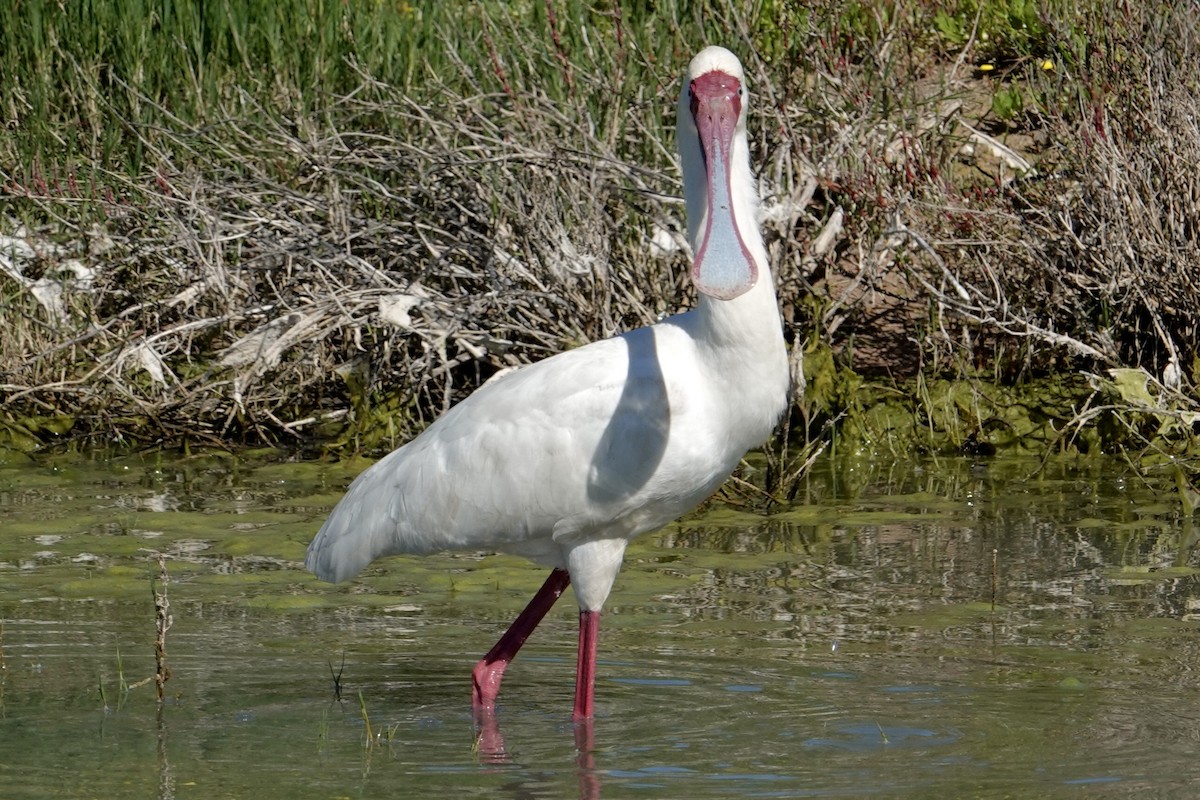 African Spoonbill - ML641795207