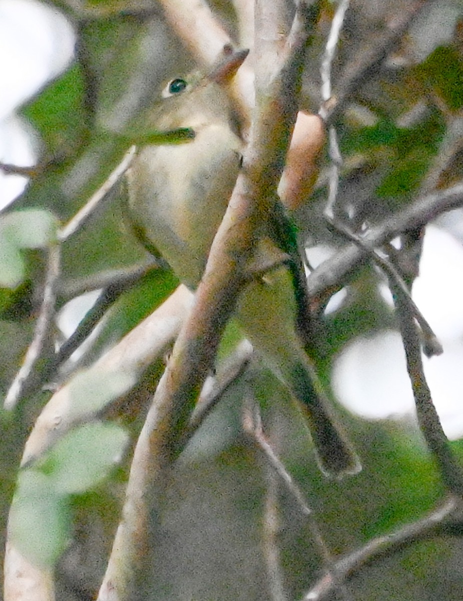 Mosquero Verdoso - ML641795211