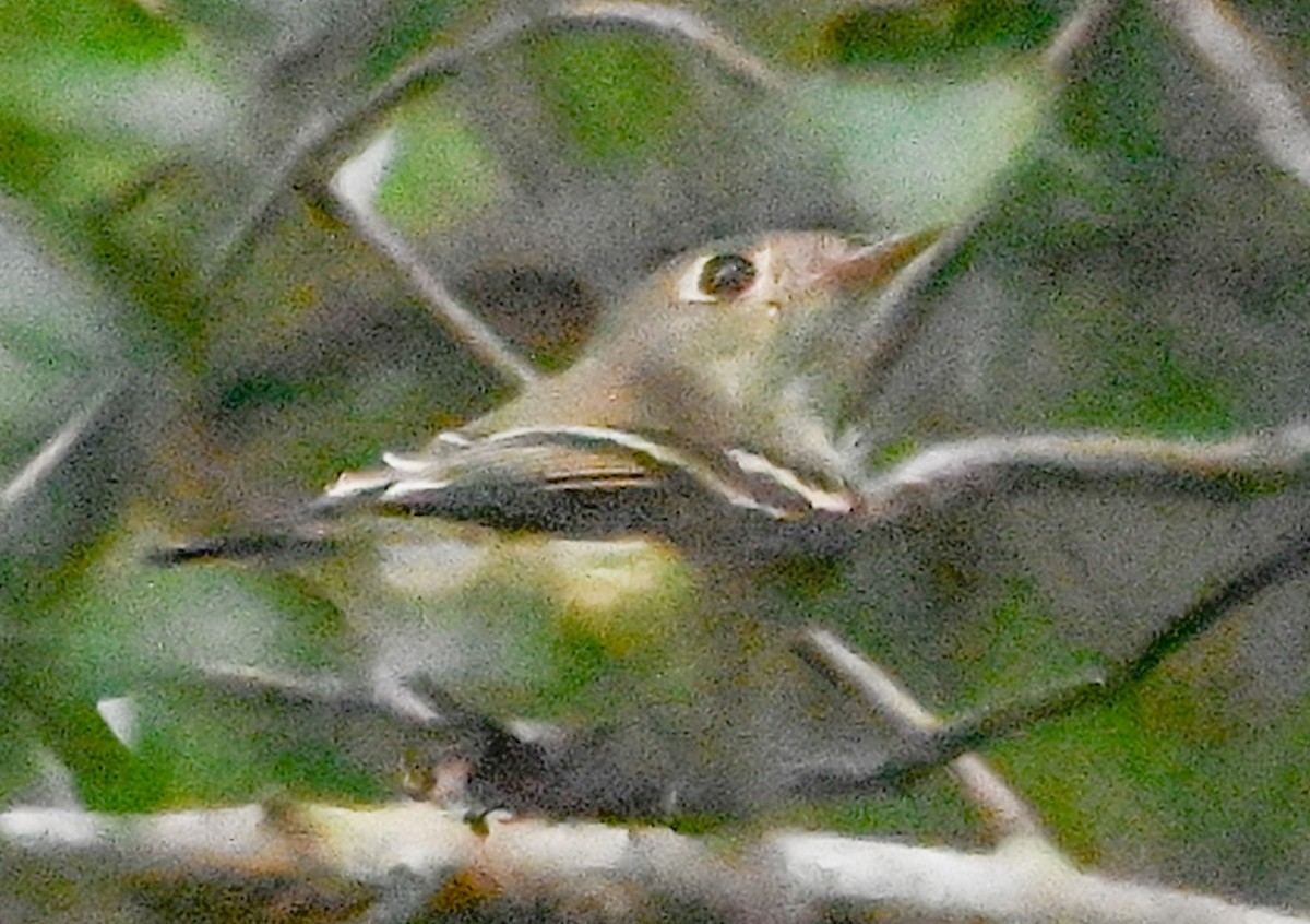 Mosquero Verdoso - ML641795212