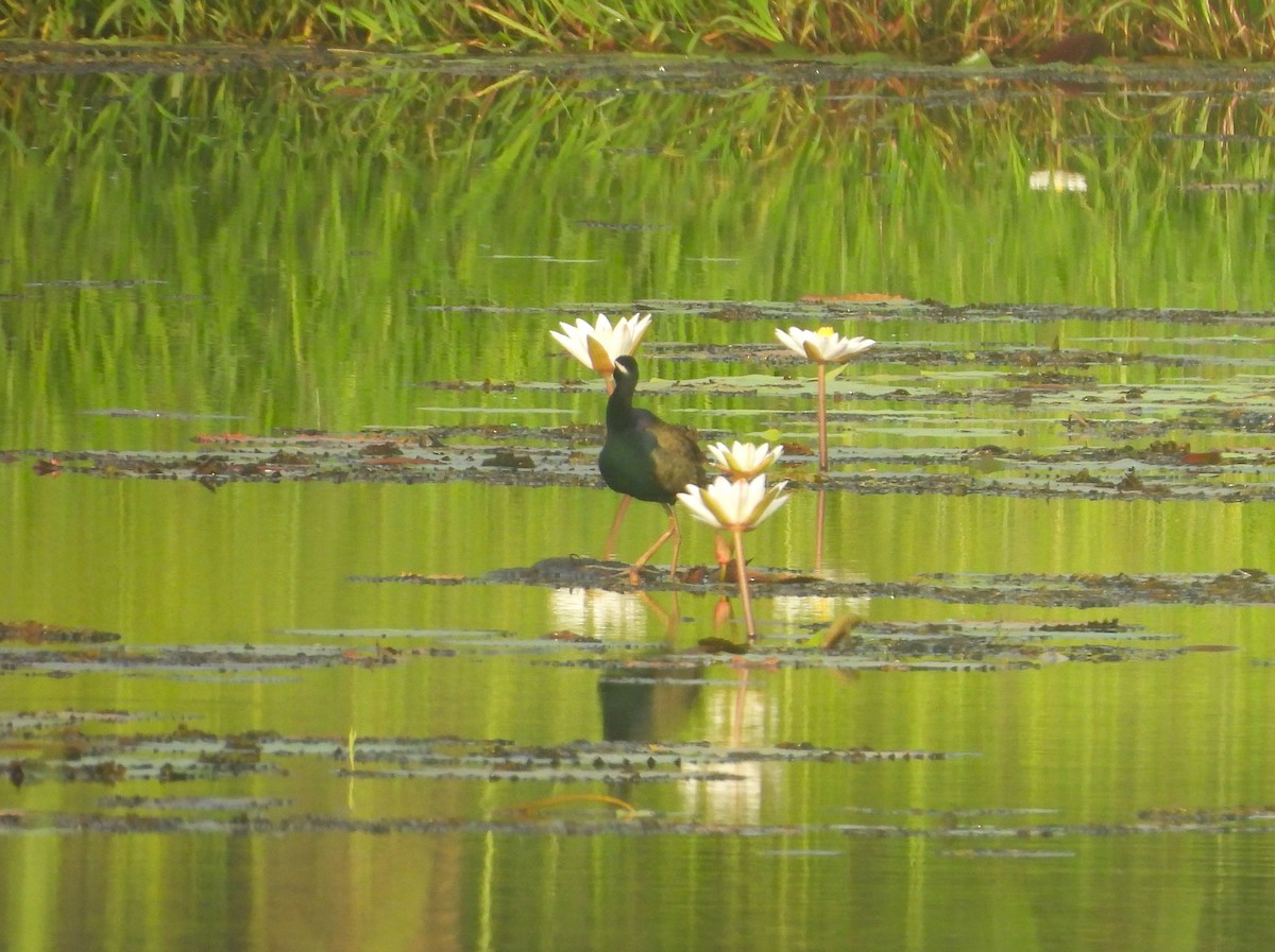 Bronze-winged Jacana - ML641795216