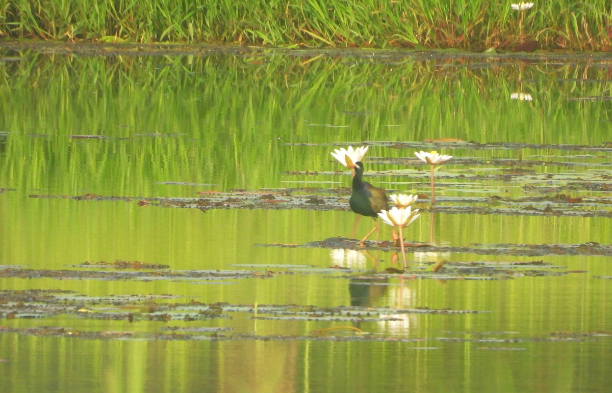 Bronze-winged Jacana - ML641795217