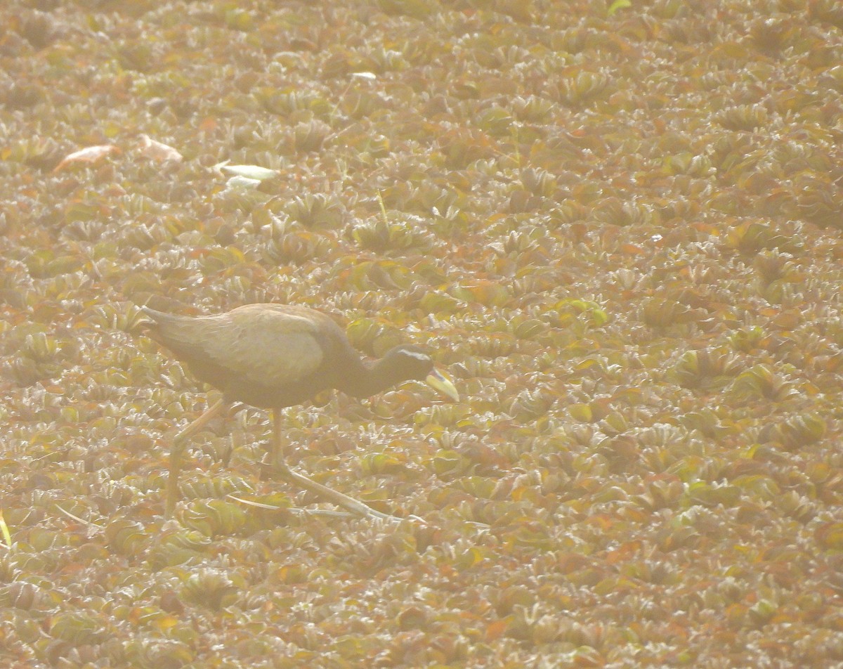 Bronze-winged Jacana - ML641795218