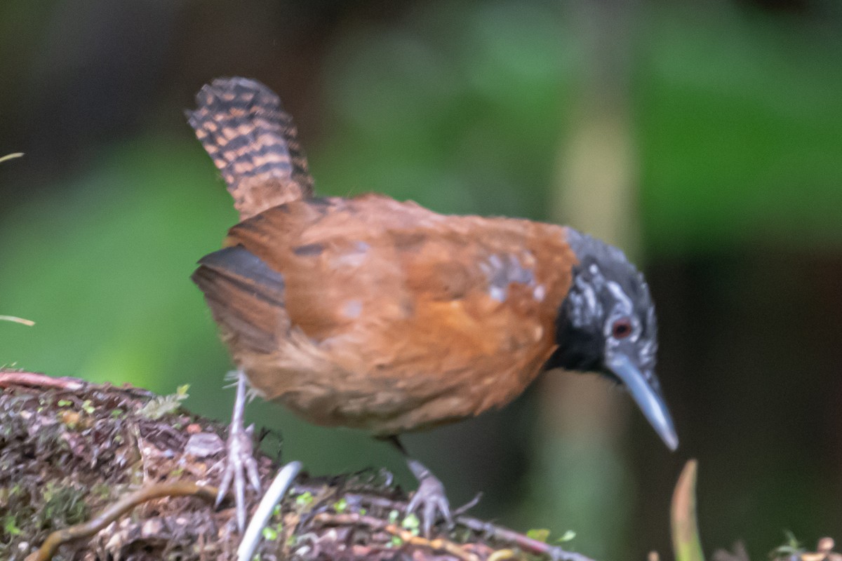 Sooty-headed Wren - ML641795245