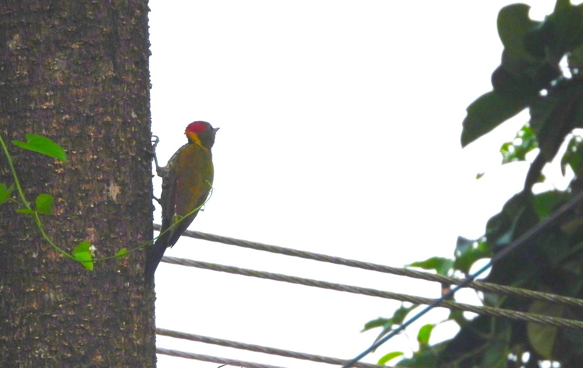 Lesser Yellownape - ML641795272